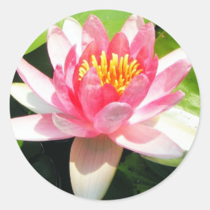 Water Lily Classic Round Sticker