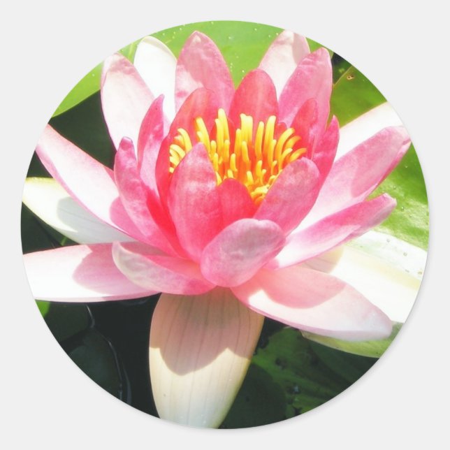 Water Lily Classic Round Sticker (Front)