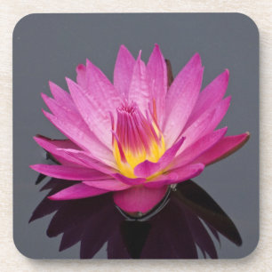 Water LIly Cork coaster