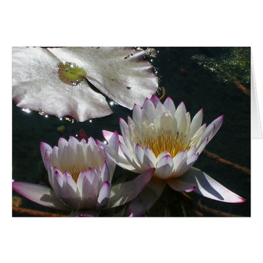 Water Lily Duet Card