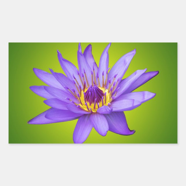 Water Lily Flower Pond Aquatic Purple Water Bloom Rectangular Sticker (Front)