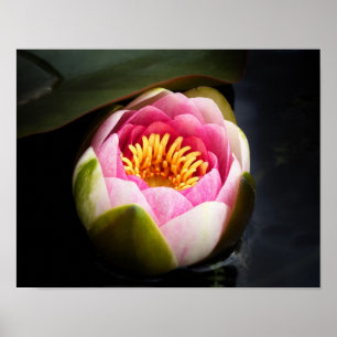 Water Lily Flower Poster