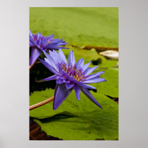 Water Lily Framed Print