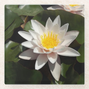 Water Lily Glass Coaster