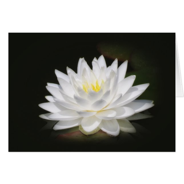 Water Lily Glow (Front Horizontal)