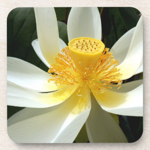 Water Lily Hard Plastic Coaster