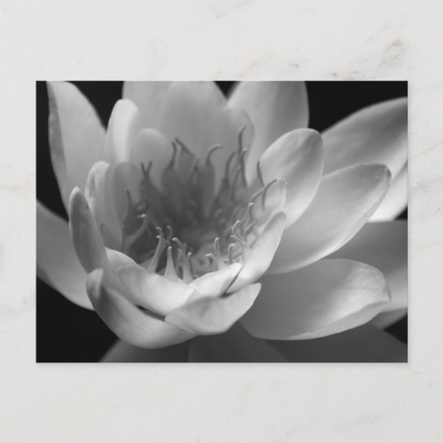 Water Lily in Black & White in Keizer, Oregon Postcard (Front)