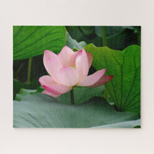 Water Lily Jigsaw Puzzle