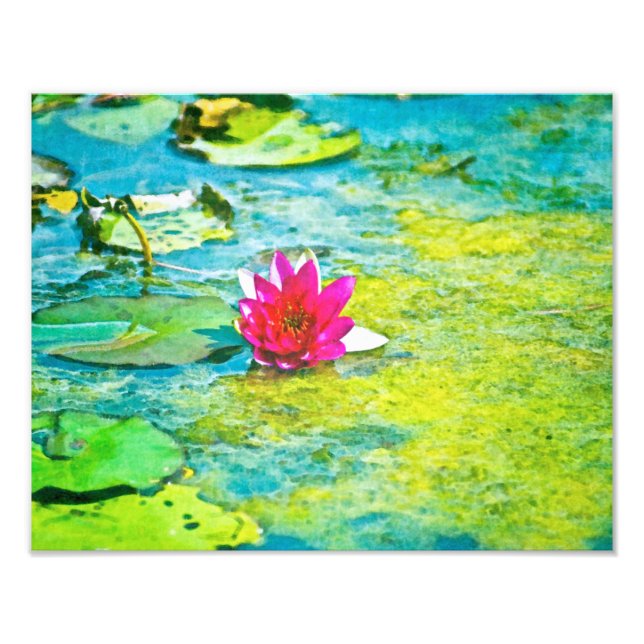 Water Lily Lilypad Photo Print (Front)