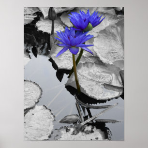 Water Lily Love Poster