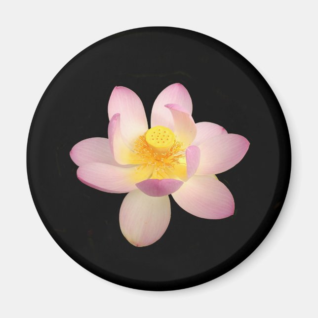 Water Lily Magnet (Front)
