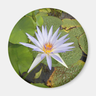 Water Lily Magnet