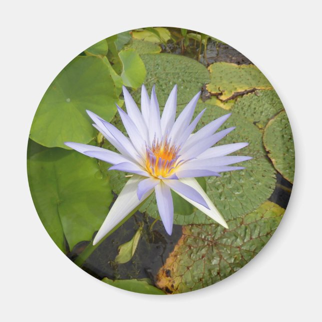 Water Lily Magnet (Front)