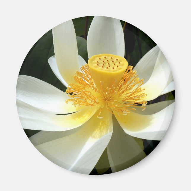 Water Lily Magnet (Front)