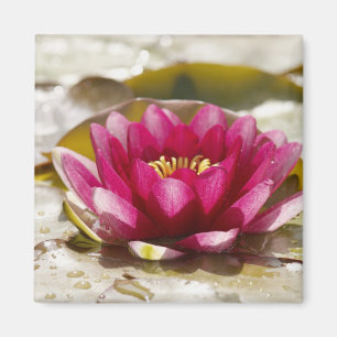 Water lily magnet