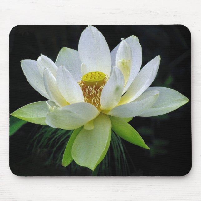 Water Lily Mousepad (Front)