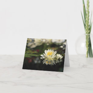 Water Lily Note Card