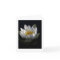 Water Lily Notecard