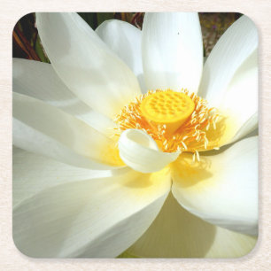 Water Lily Paper Coaster