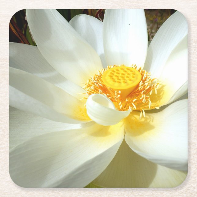 Water Lily Paper Coaster (Front)