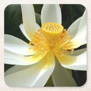 Water Lily Paper Coaster