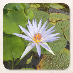 Water Lily Paper Coaster
