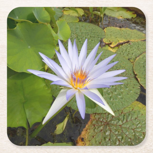 Water Lily Paper Coaster (Front)