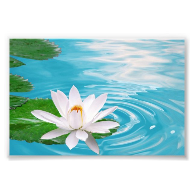 Water Lily Photographic Print (Front)
