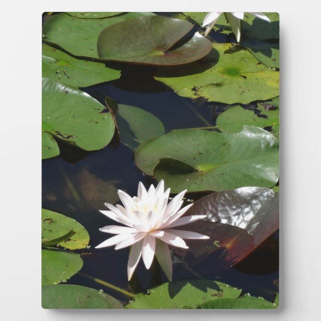 Water Lily Plaque (Front)