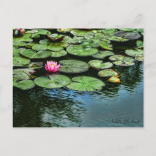 Water-Lily Pond :Postcard Postcard