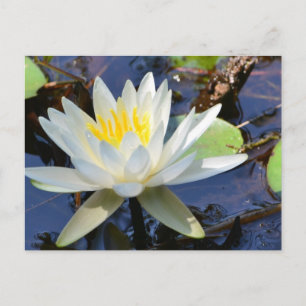 Water Lily Postcard