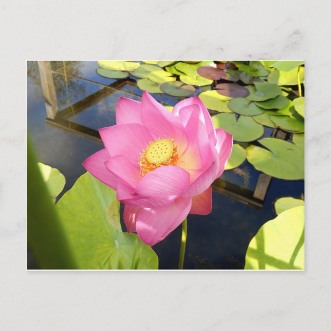 Water Lily Postcard (Front)