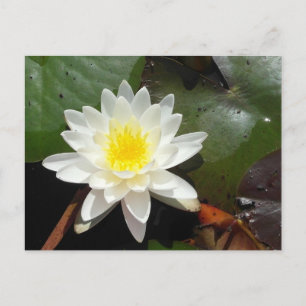 Water Lily Postcard
