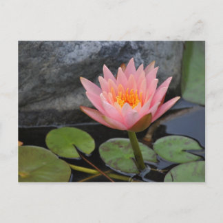 Water Lily Postcard