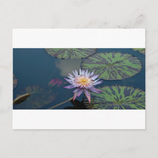 Water Lily Postcard