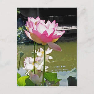 Water Lily Postcard