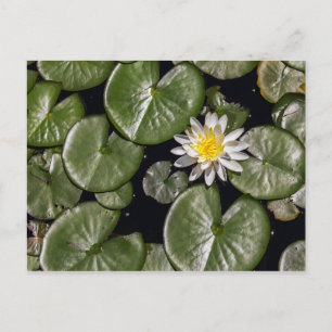 Water Lily Postcard
