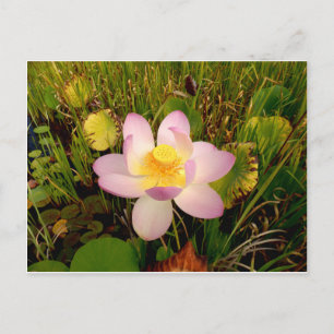 Water Lily Postcard