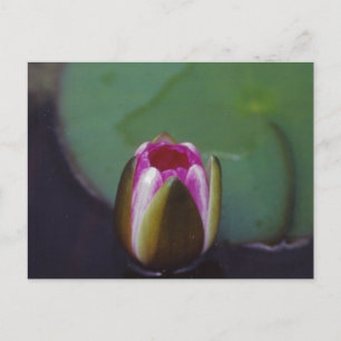 Water Lily - postcard