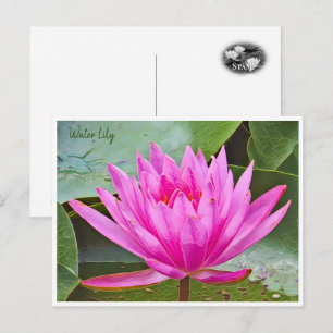 Water Lily Postcard
