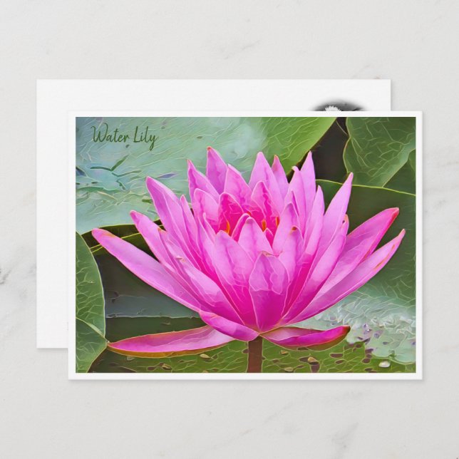 Water Lily Postcard (Front/Back)