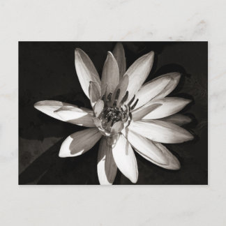 Water Lily Postcard