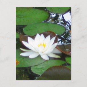 Water Lily Postcard