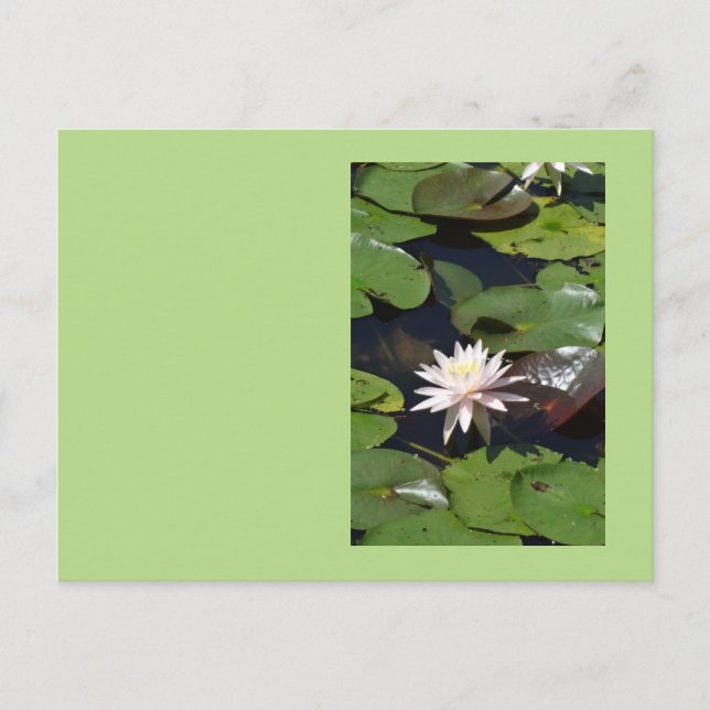 Water Lily Postcard (Front)