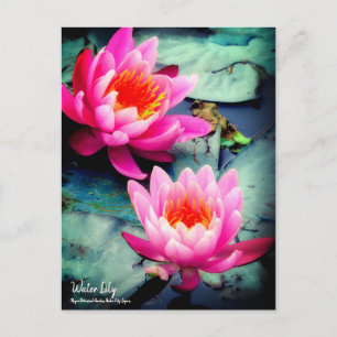 Water Lily :Postcard Postcard