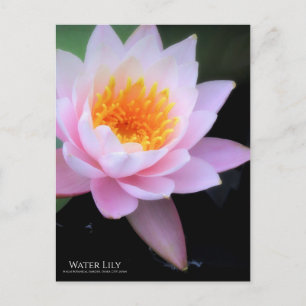 Water Lily :Postcard Postcard