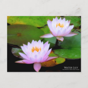 Water Lily :Postcard Postcard