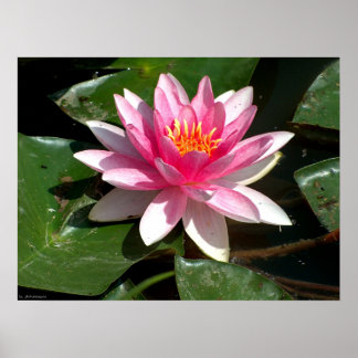 Water Lily Poster