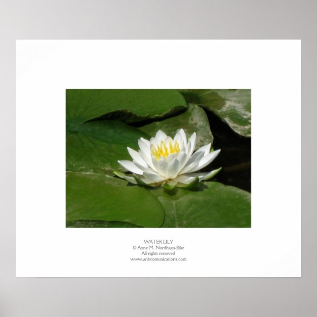 Water Lily Poster (Front)