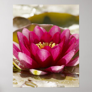 Water lily poster